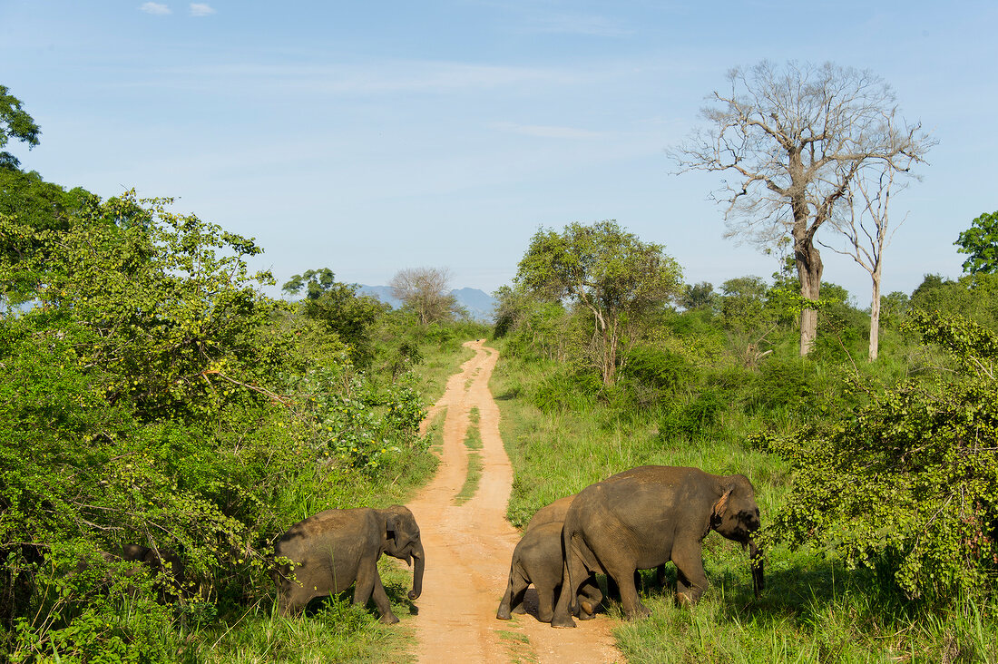 Elephant crossing dirt track in forest at Yala National Park, Sri Lanka