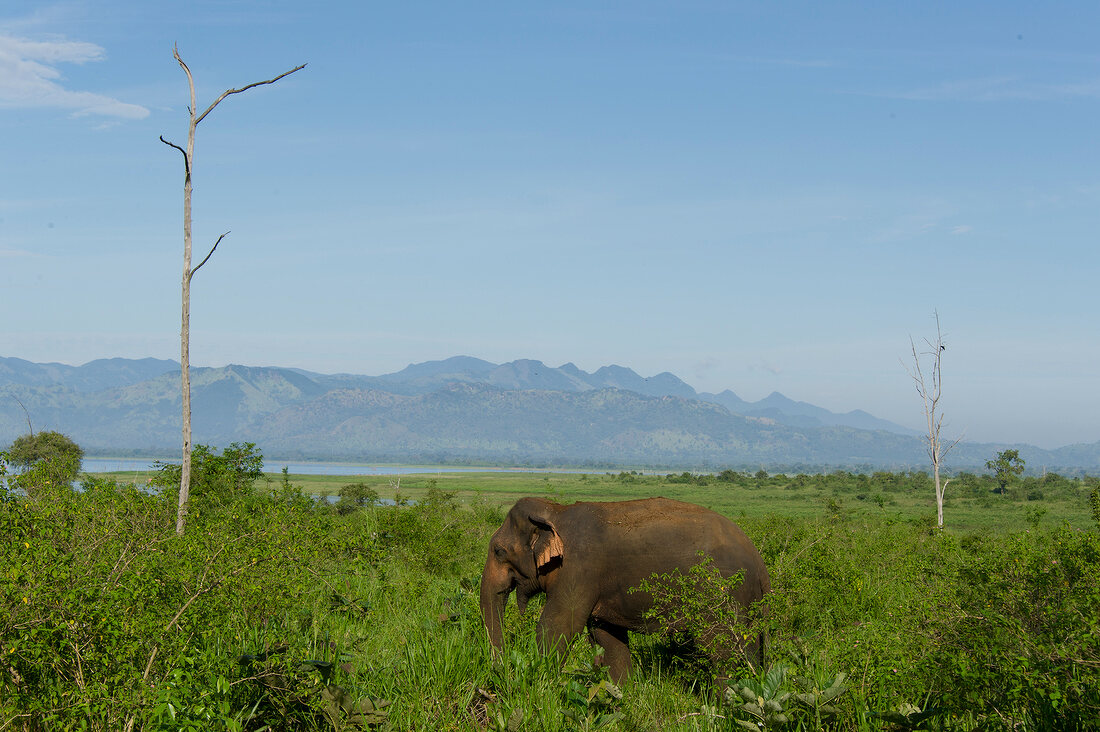 Elephant walking in Udawalawe National Park overlooking mountains, Uva Province, Sri Lanka