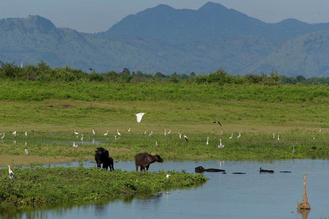 Water buffaloes in water at Udawalawe National Park, Uva Province, Sri Lanka