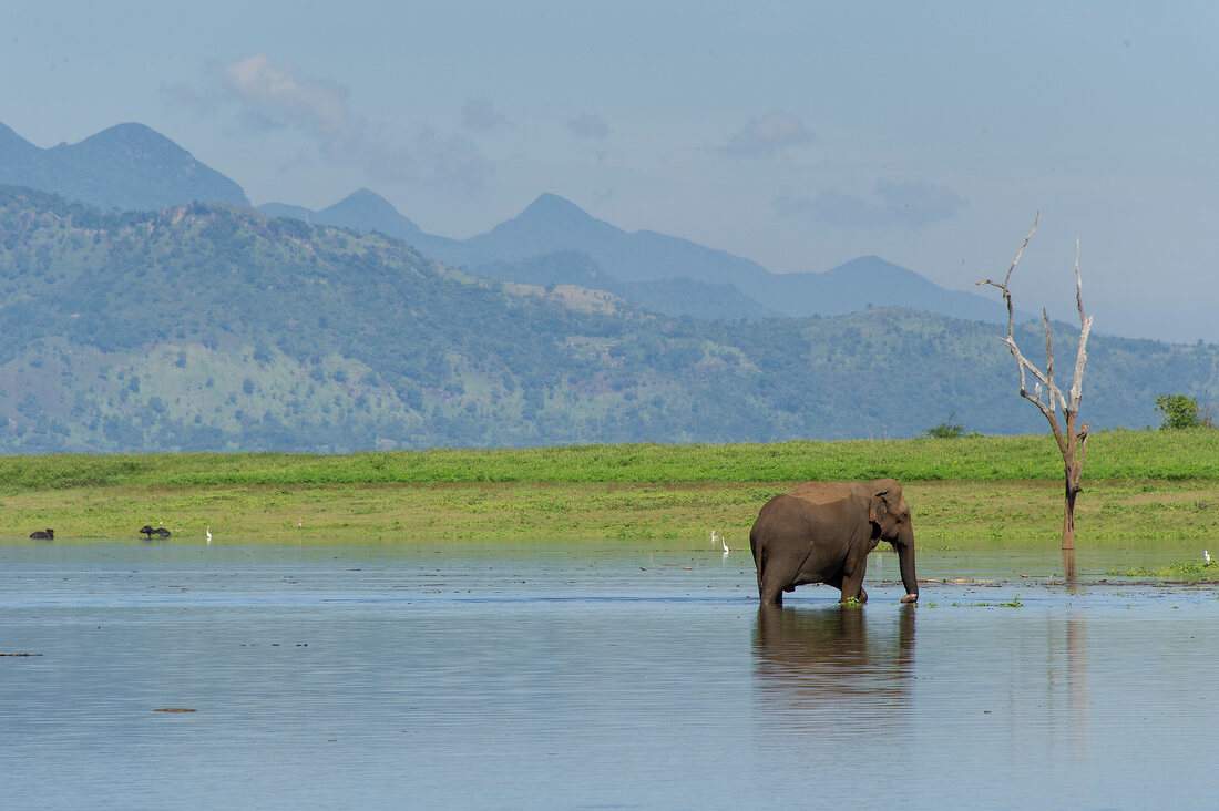 Sri Lanka, Udawalawe-Nationalpark, Elefant im Wasser, Berge