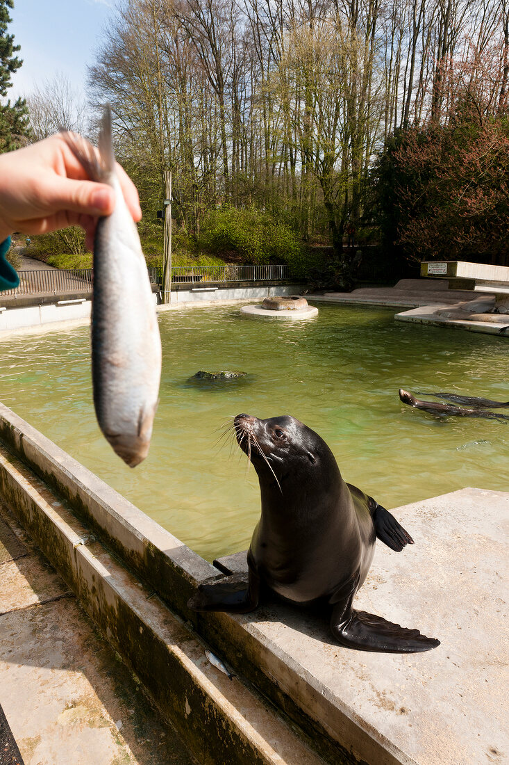 Woman feeding sea lion in Zoo Osnabruck, Osnabruck, Germany