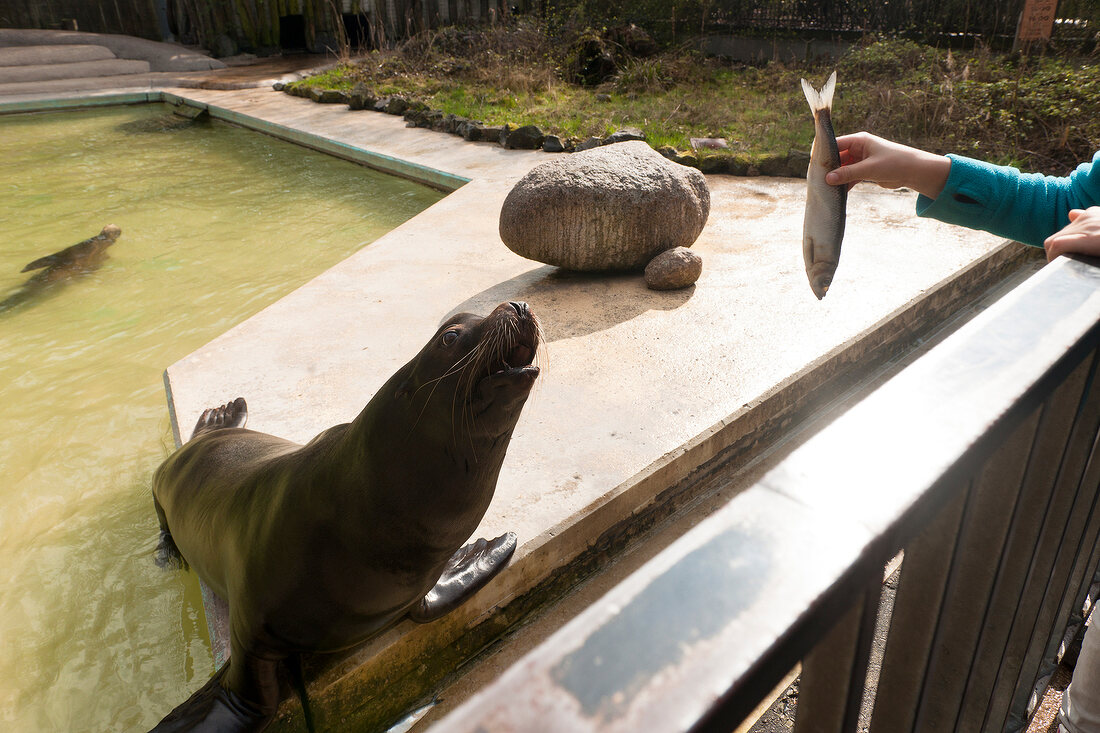 Zoo Osnabrück Seelöwen, X