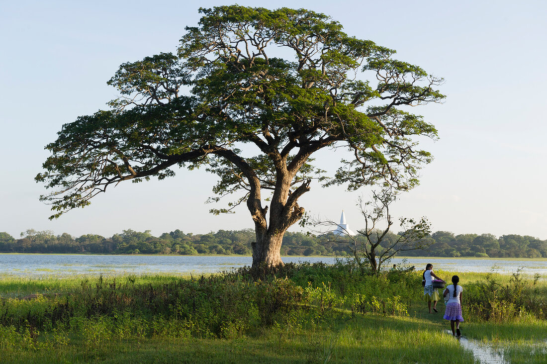 Girls walking on grass near Basawak Kulama, Anuradhapura, Sri Lanka