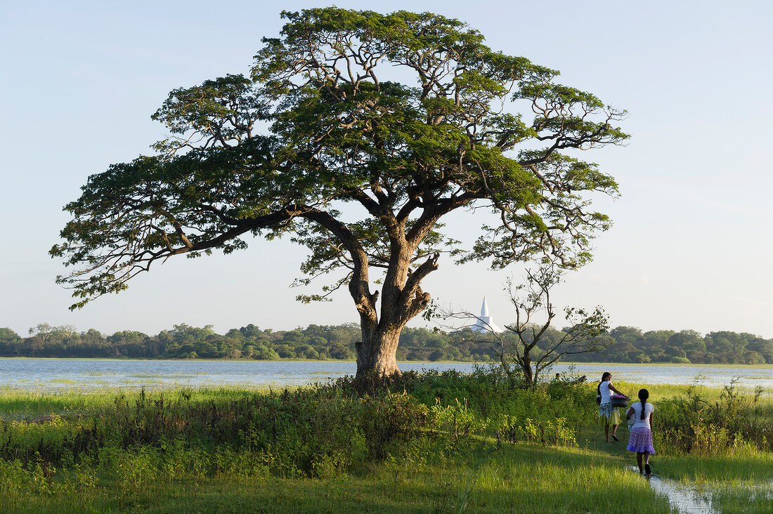 Sri Lanka, Anuradhapura, Basawak Kulama, Wasser, Landschaft