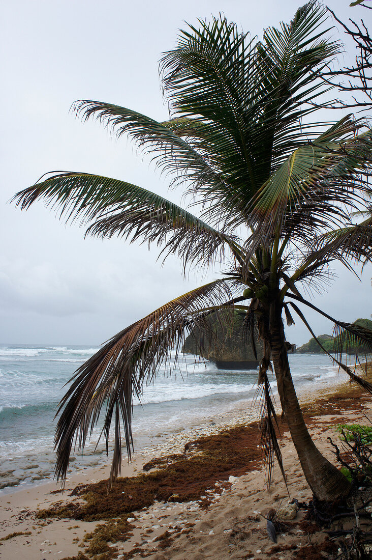 Barbados, Insel der Kleinen Antillen, Karibik, Karibikinsel