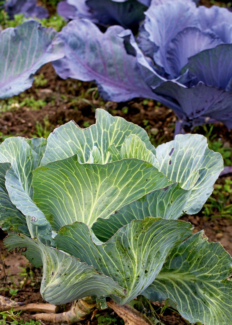 Landküche, Weißkohl auf dem Feld