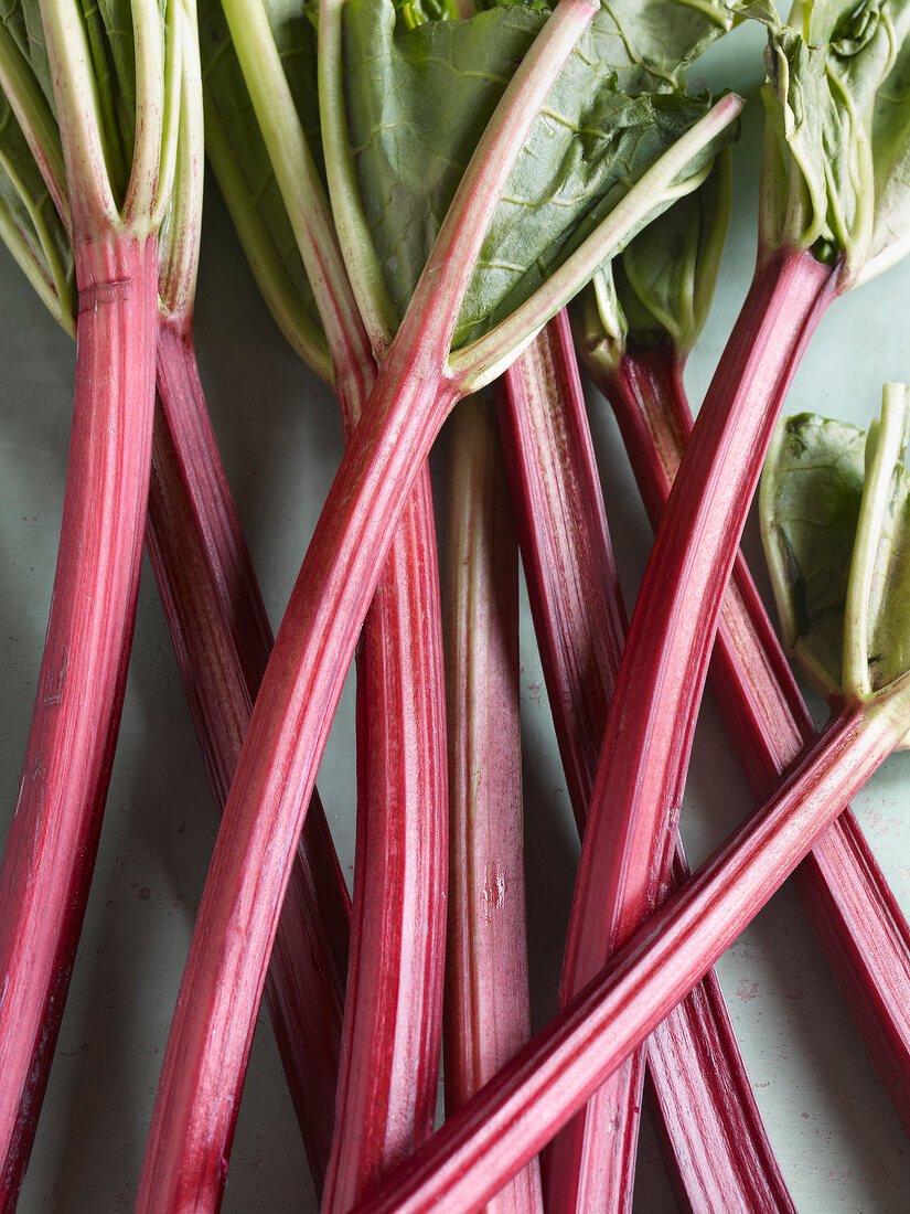 Close-up of rhubarb leaf stems