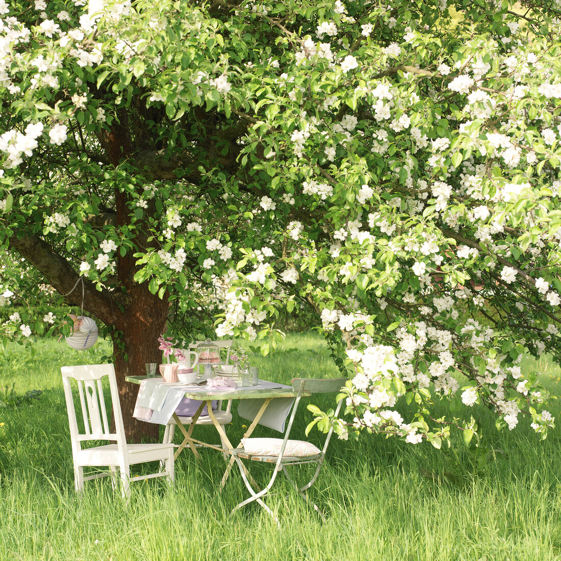 gedeckter Gartentisch unter großem, blühendem Apfelbaum