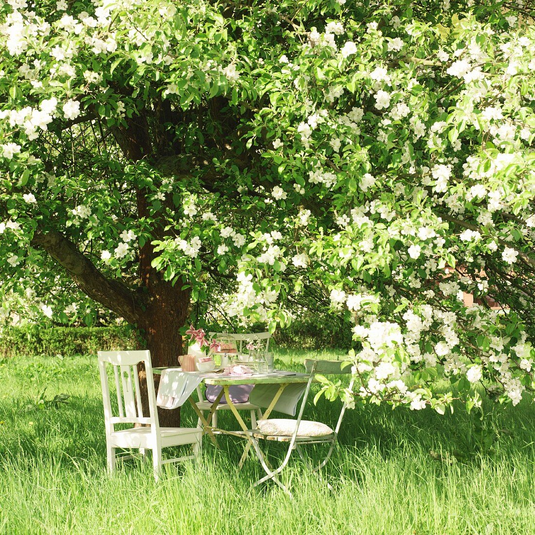 Set garden table below large, blossoming apple tree