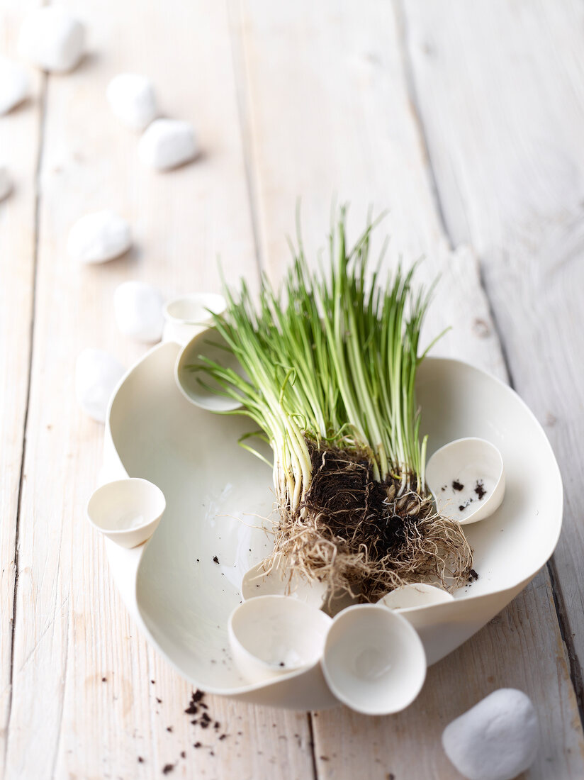 Bowl of grown chives with draw and roots on wooden surface