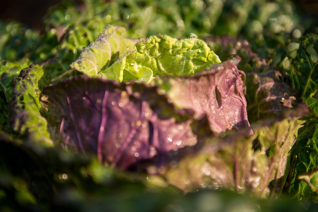 Close-up of lettuce vegetables in garden, Frohnau, Berlin