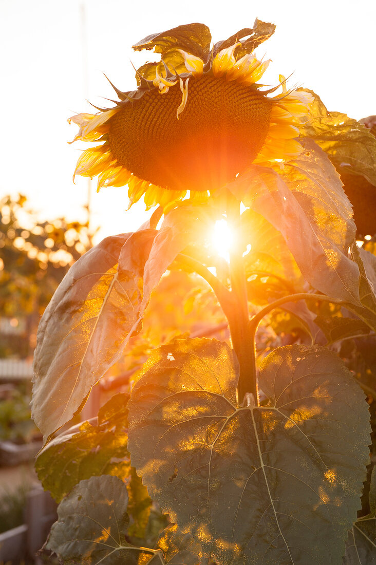 Close-up of sunflower in Tempelhof field garden at sunset in Berlin, Germany
