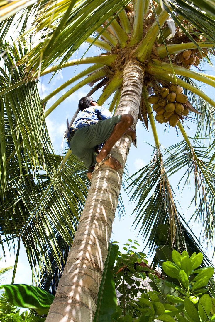 Man climbing on palm tree in Dhigufinolhu island, Maldives