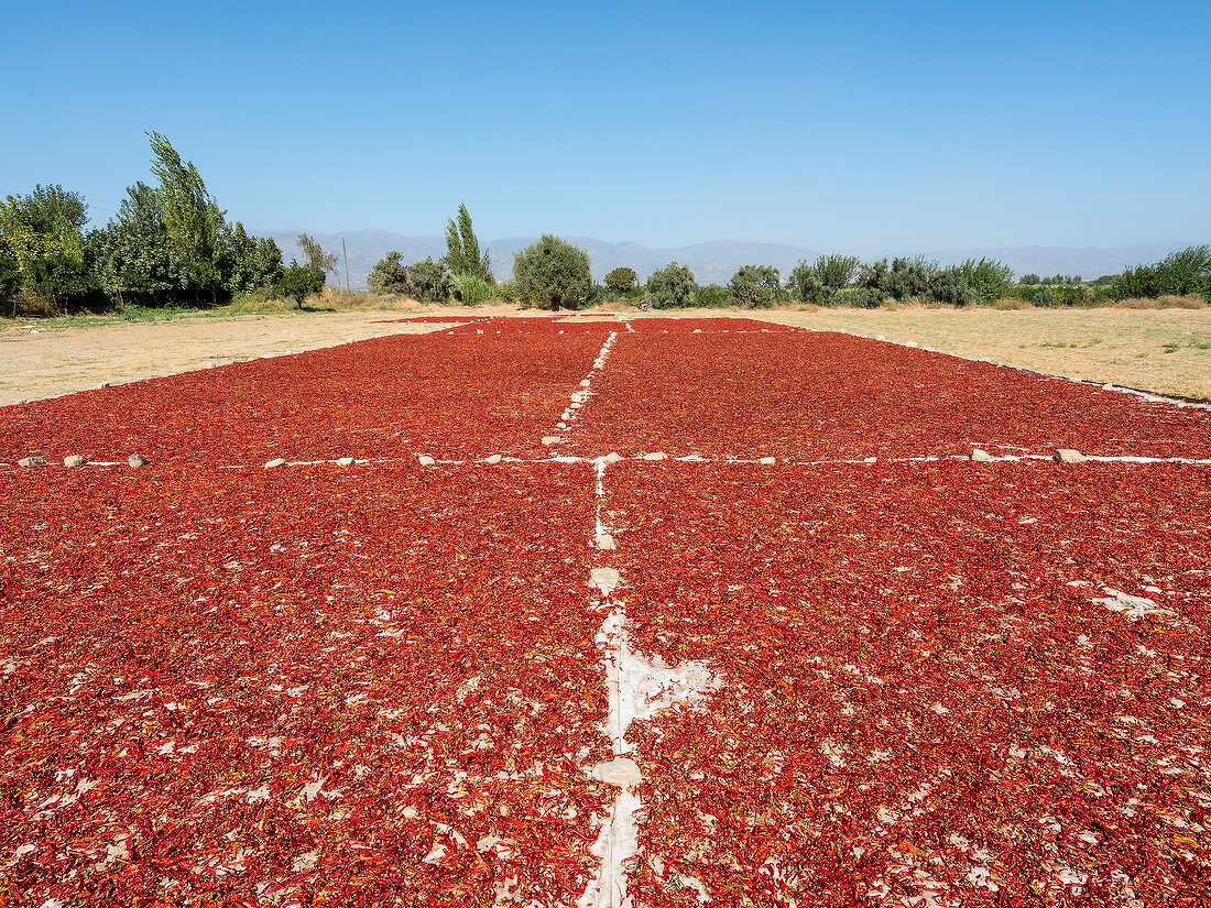 View of red fry chilies in Turkey