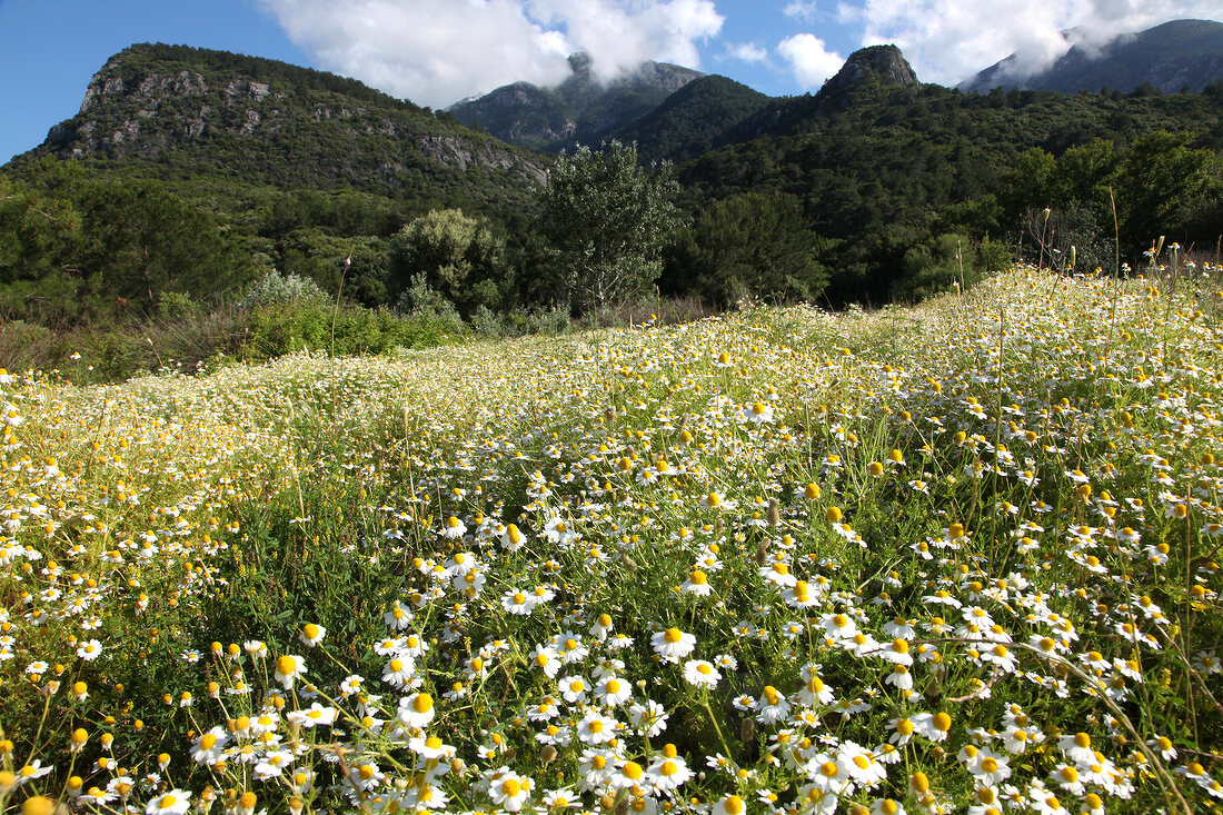 Chamomile meadow in Dilek Peninsula National Park, Turkey