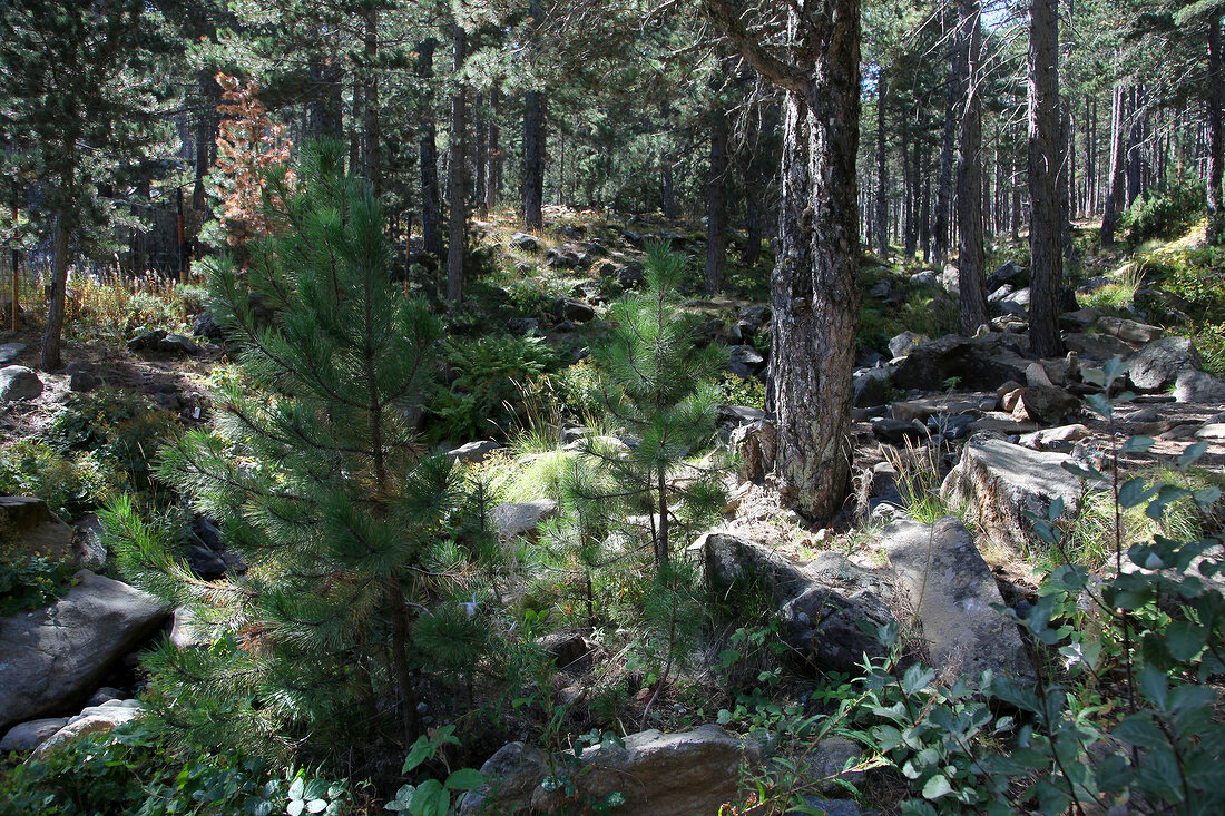 Pine trees in Dilek Peninsula National Park, Kusadasi, Turkey
