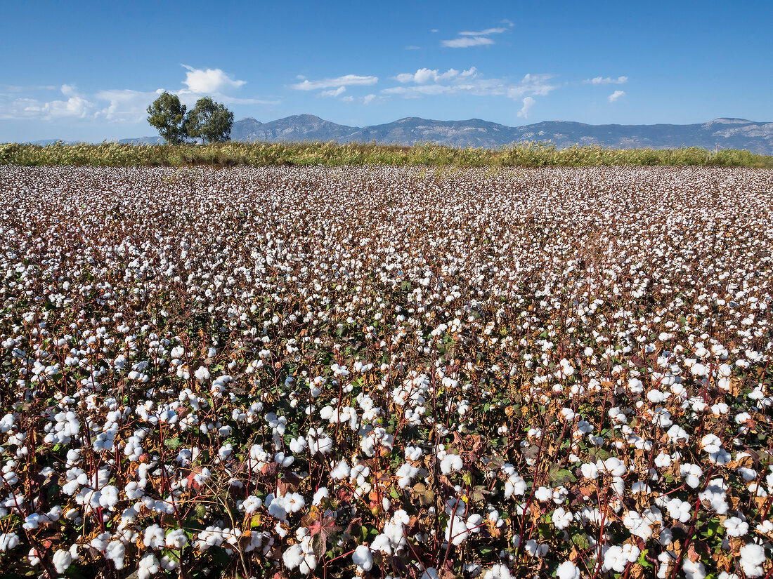 View of cotton field in Miletus, Aegean, Turkey