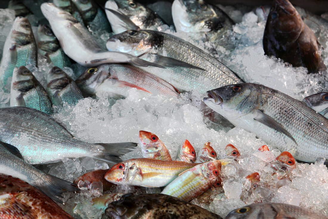 Türkei, Türkische Ägäis, Halbinsel Bodrum, Gümüslük, frischer Fisch