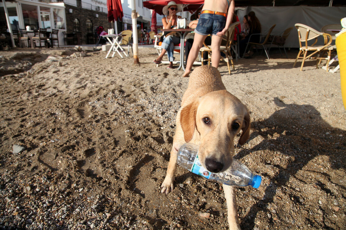 Dog on beach in Bodrum Peninsula, Aegean, Turkey