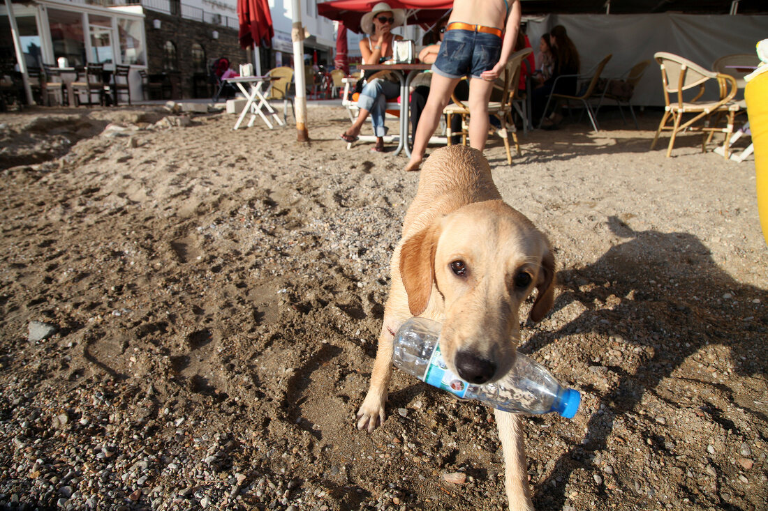 Türkei, Türkische Ägäis, Halbinsel Bodrum, Hund am Strand