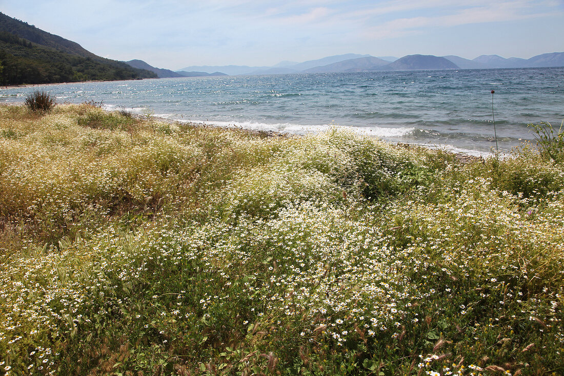 Türkei, Türkische Ägäis, Halbinsel Dilek, Nationalpark, Kamille, Meer