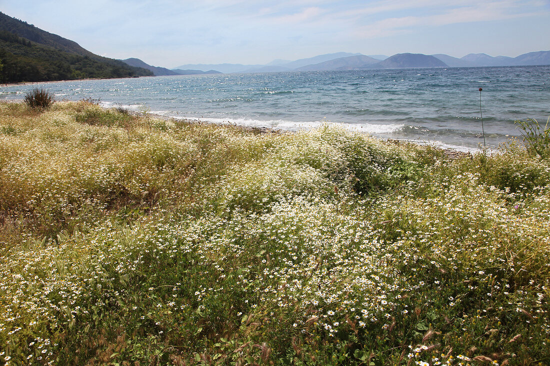 View of sea and chamomile in Dilek Peninsula National Park, Aegean, Turkey