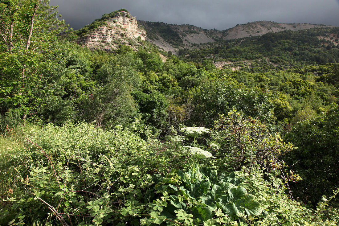 Türkei, Türkische Ägäis, Spil Dagi, Nationalpark, Berg, Wildnis