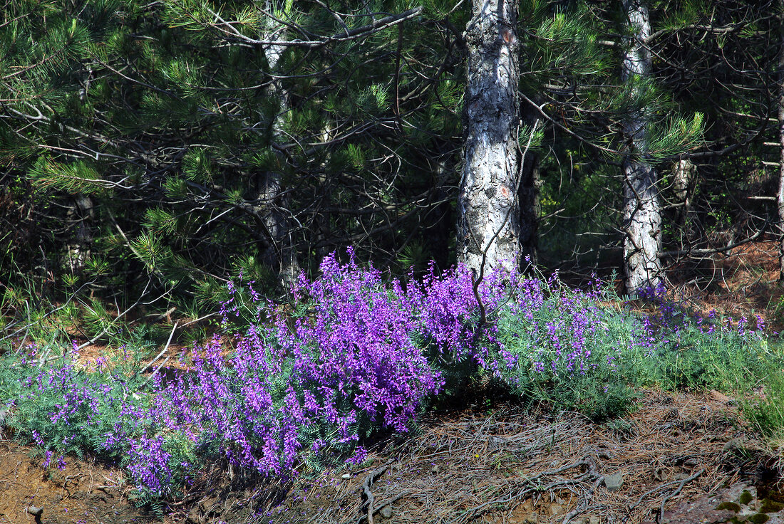 Lavender flower in Spil Dagi National Park, Turkey