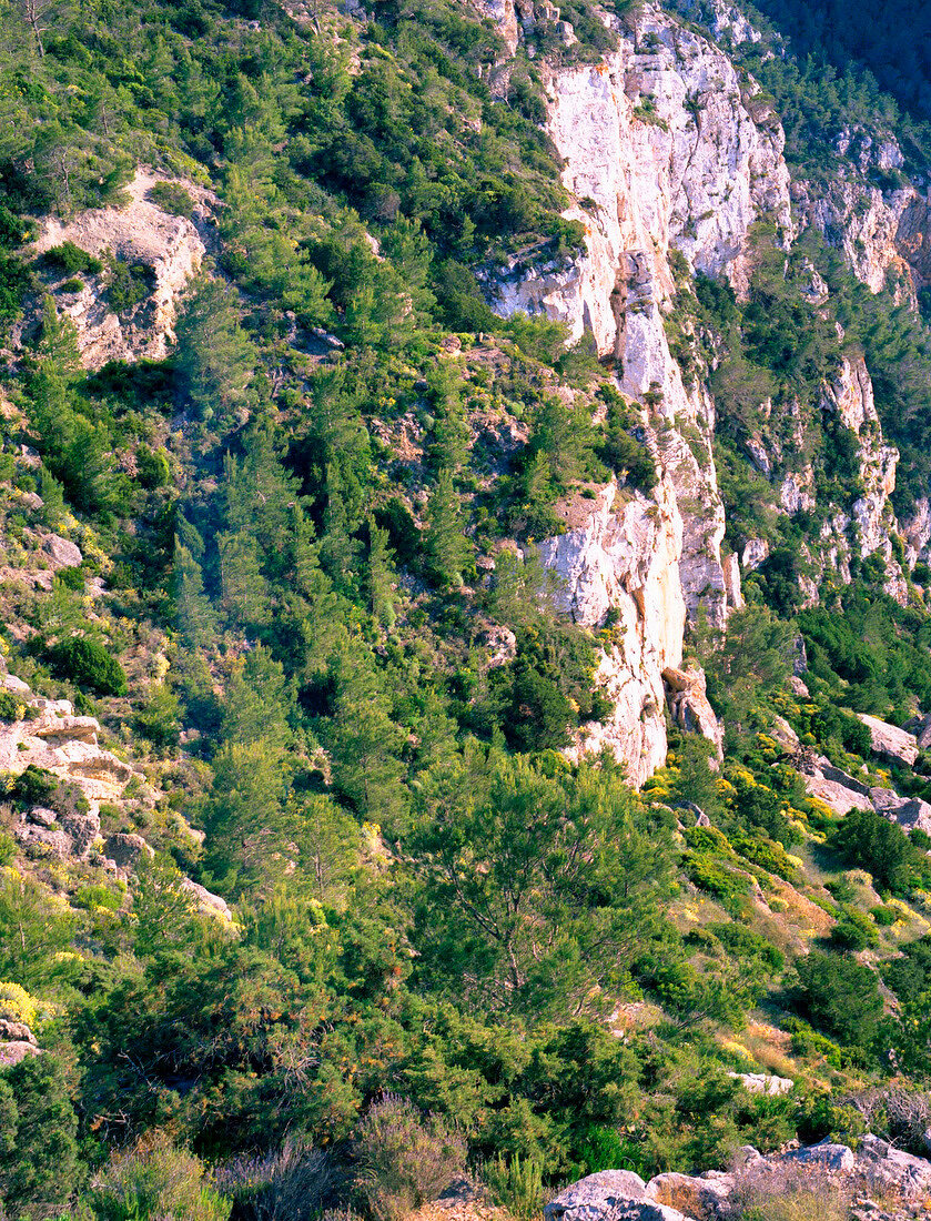 View of rugged rocks with trees on Ibiza island, Spain