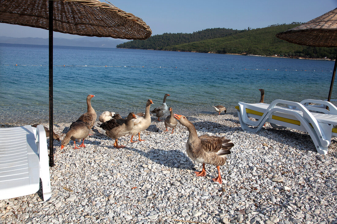 View of pebbles and geese on beach in Akbuk, Aegean, Turkey