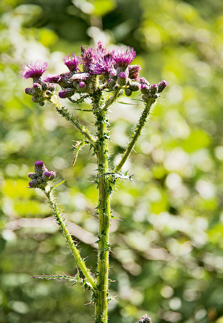 Montafon, Gargellen valley, Gargellen flowers, spines