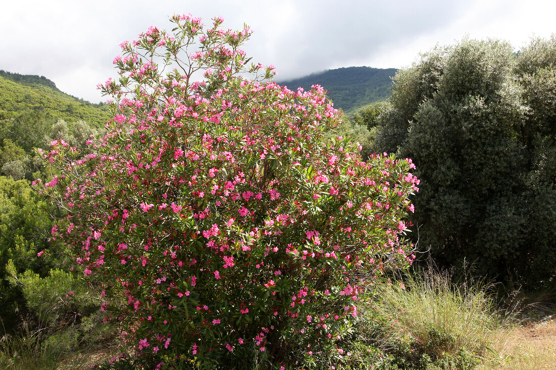 View of landscape in Dilek Peninsula National Park, Turkey