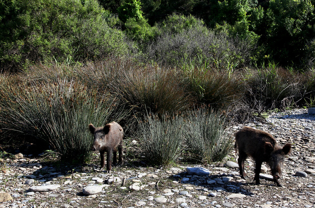 Two wild boar in Dilek Peninsula National Park, Turkey