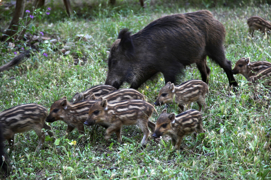 Türkei, Türkische Ägäis, Halbinsel Dilek, Nationalpark, Wildschweine