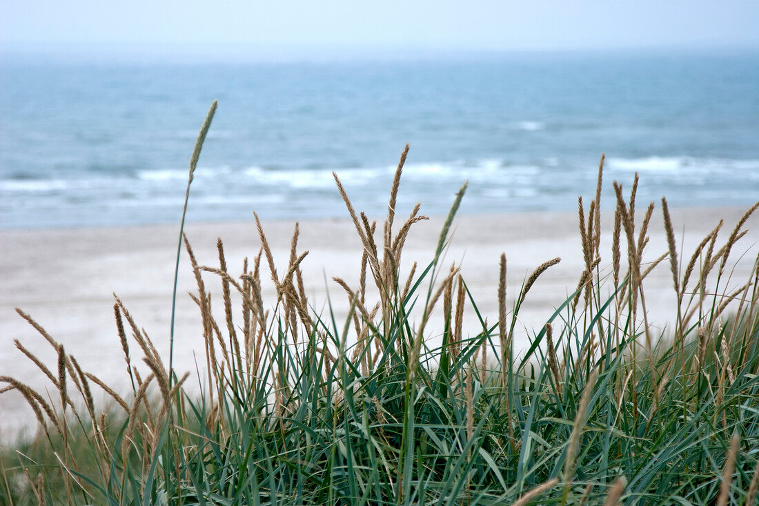 Grass on Fano beach, Denmark