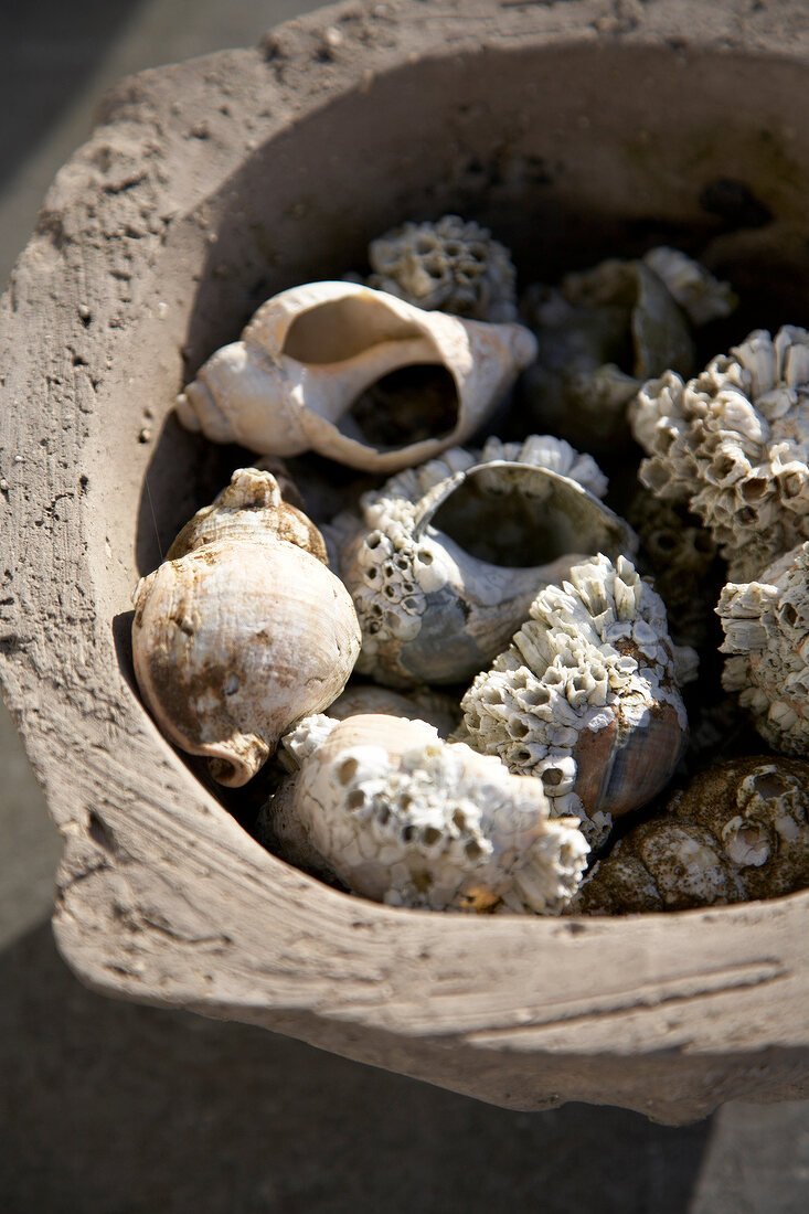 Different sea shells in a wooden bowl on the island of Sylt, Germany