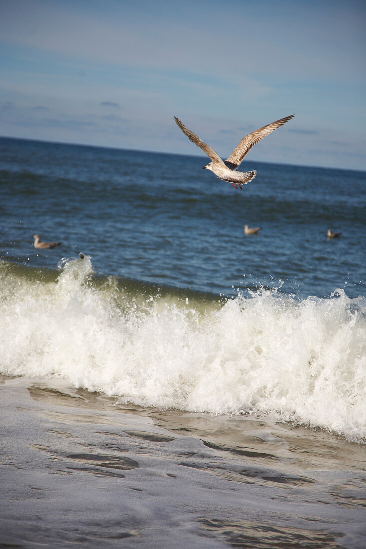 Seagulls flying over crashing waves, blue sky