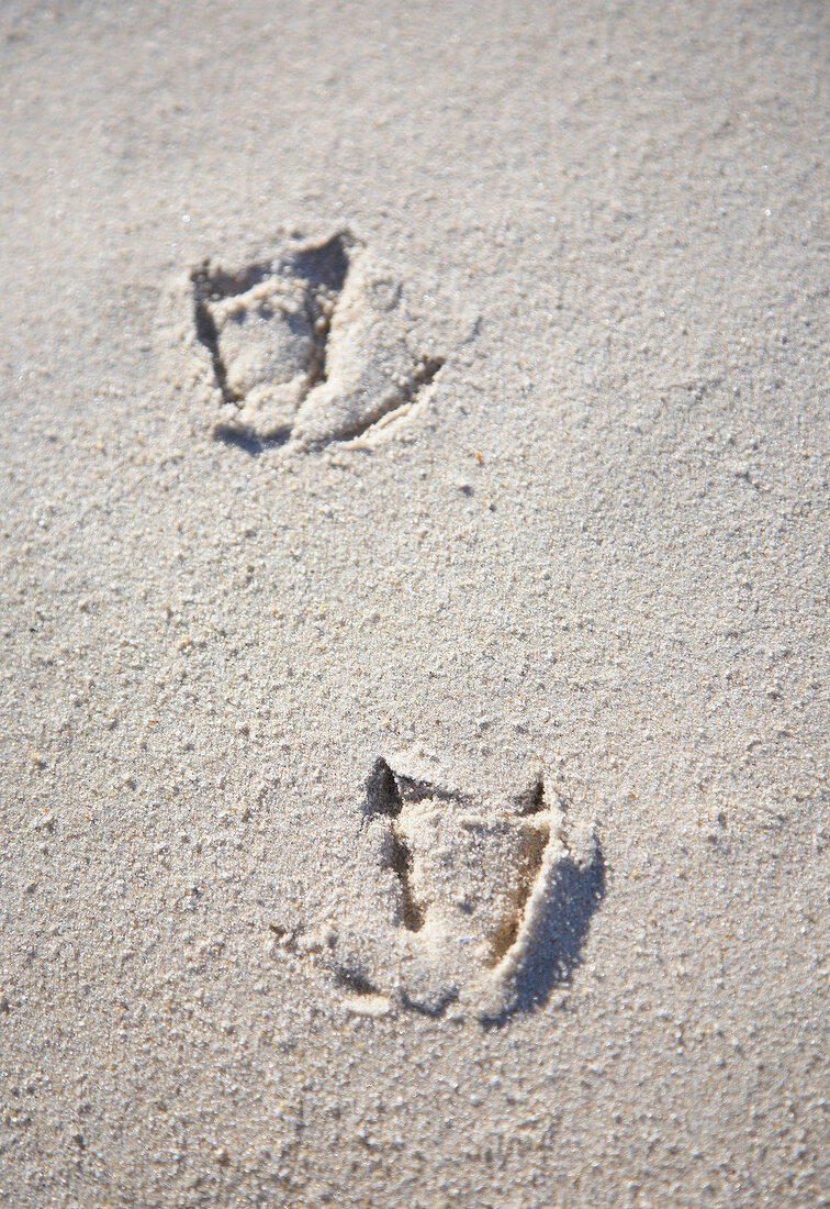 Close-up of bird footprints on sand, Sylt, Germany