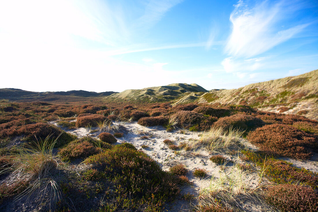 View of heath land on Sylt Island, Germany