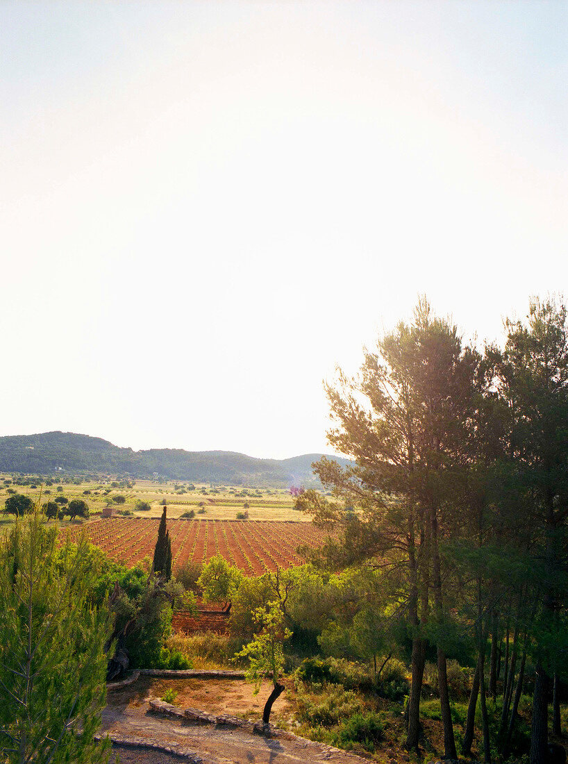 View of fields and mountains on Ibiza island, Spain