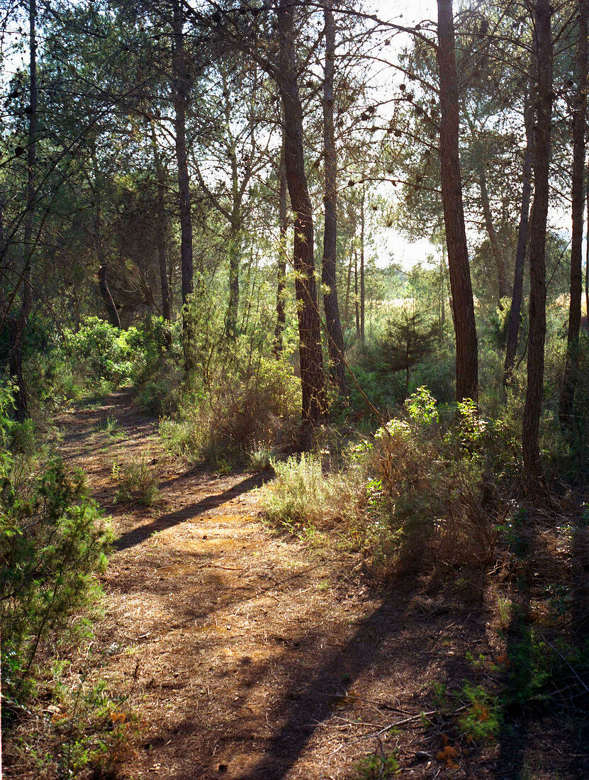 Dirt track passing through forest in Ibiza island, Spain