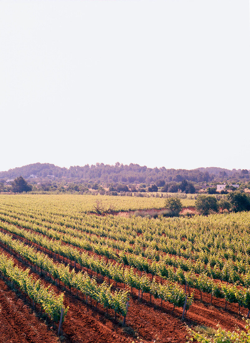 View of field with crops on Ibiza island, Spain