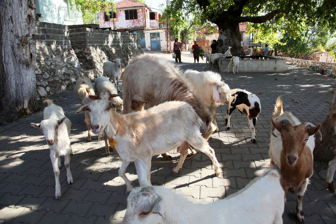 Goats in Kazda, Edremit, Turkey