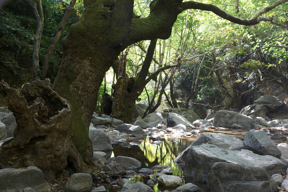 Forest with rocks in Edremit, Balikesir Province, Turkey