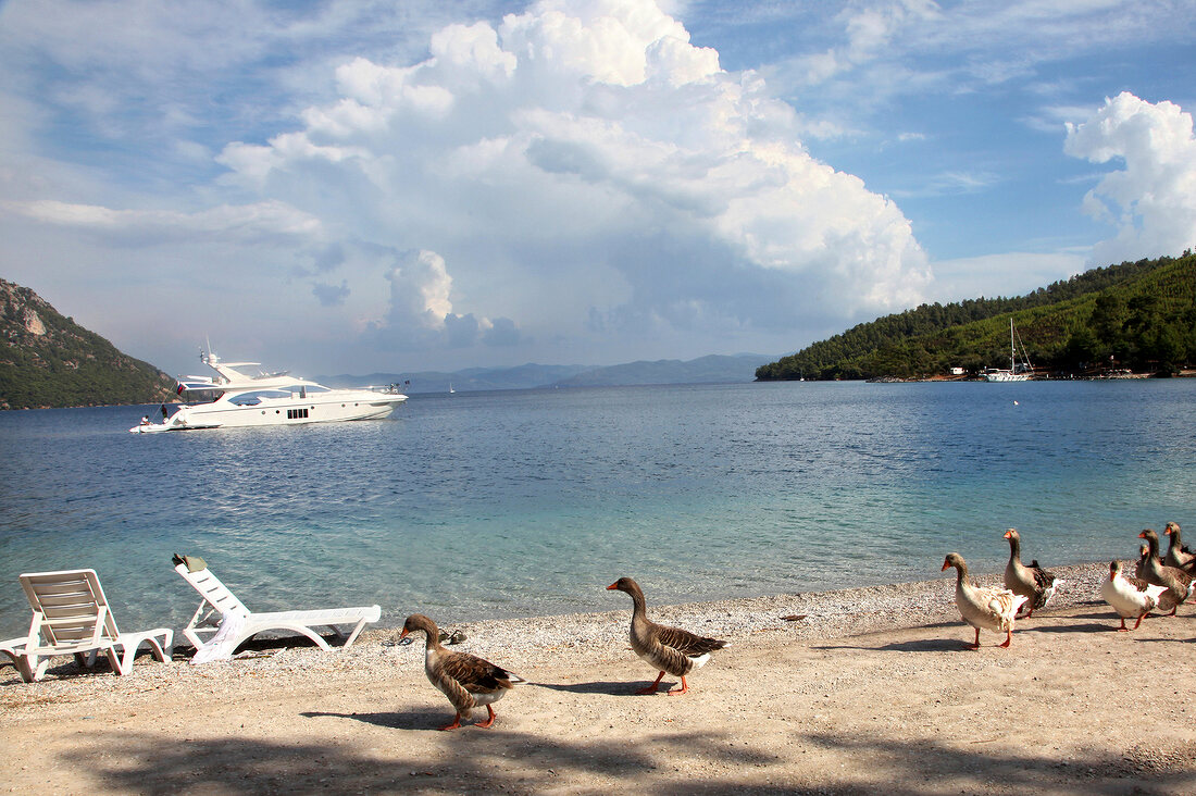 Geese on beach at Akbuk, Aegean Region, Turkey