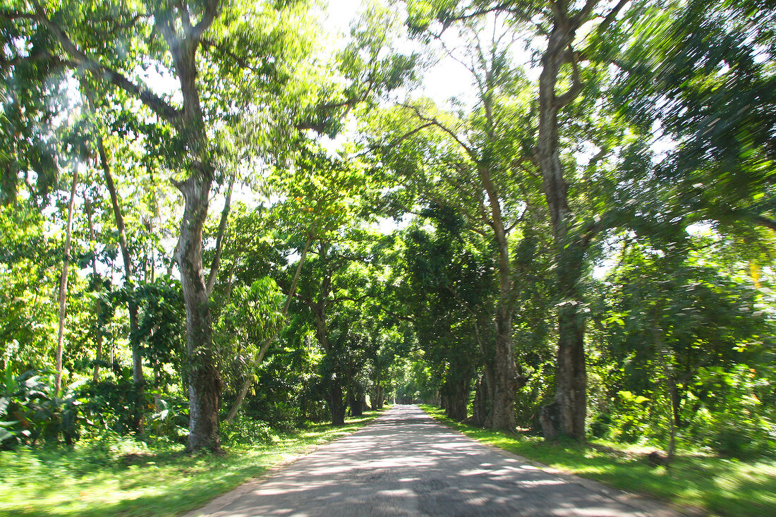 Road passing through forest in Zanzibar, Tanzania, East Africa