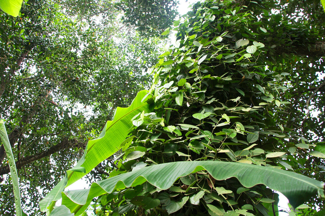 Betel tree in Zanzibar, Tanzania, East Africa