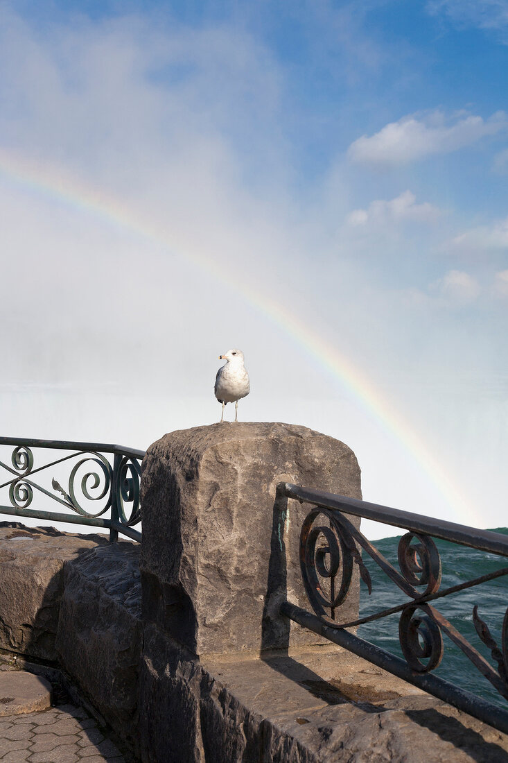 Seagull on Table Rock Welcome Centre at Niagara Falls, Canada