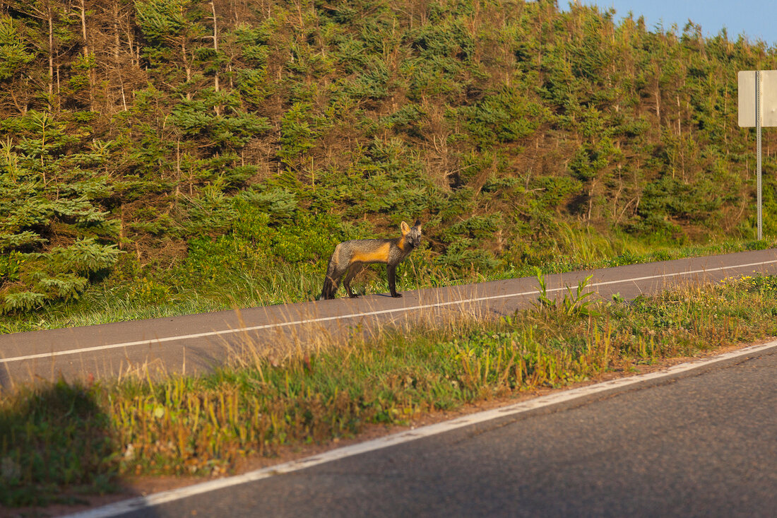 Fox on street in Prince Edward Island National Park, Brackley-Dalvay, Canada