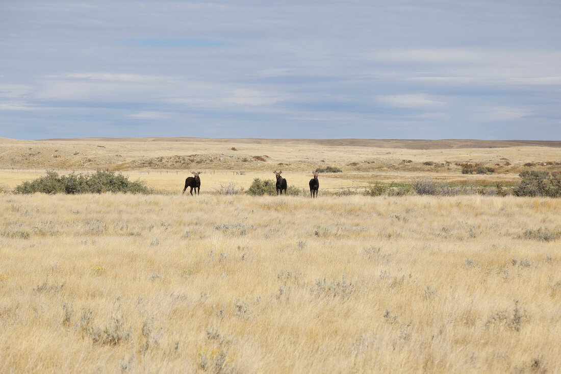 Kanada, Saskatchewan, Grassland- Nationalpark, West Block, Moose